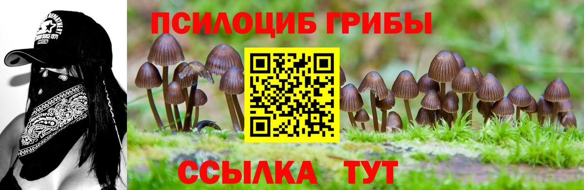 Псилоцибиновые грибы Cubensis  Вход с VPN  Златоуст  Галлюциногенные грибы мицелий 